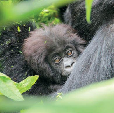 Greetings Cards (Pack of 6)