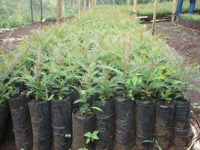 Plant 10 Trees