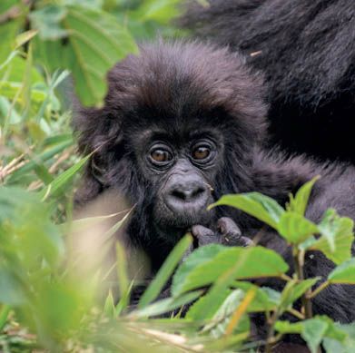 Greetings Cards (Pack of 6)