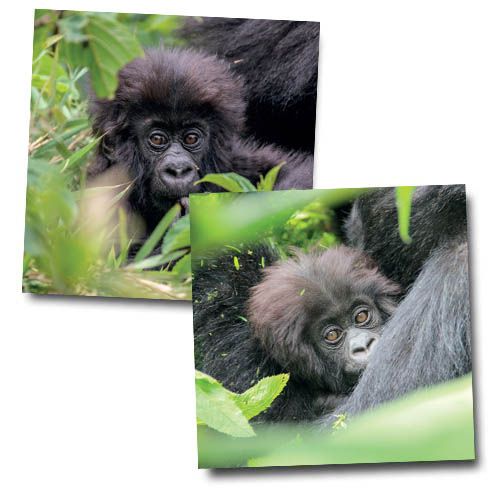 Greetings Cards (Pack of 6)