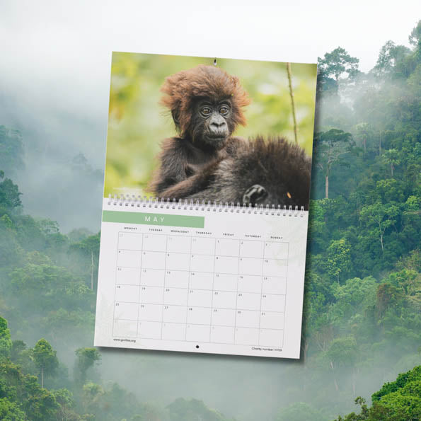 2026 Gorilla Organization Calendar